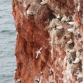 Helgoland