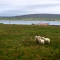 Shetland - Unst