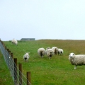 Shetland - Unst